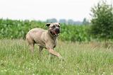CANE CORSO 1122